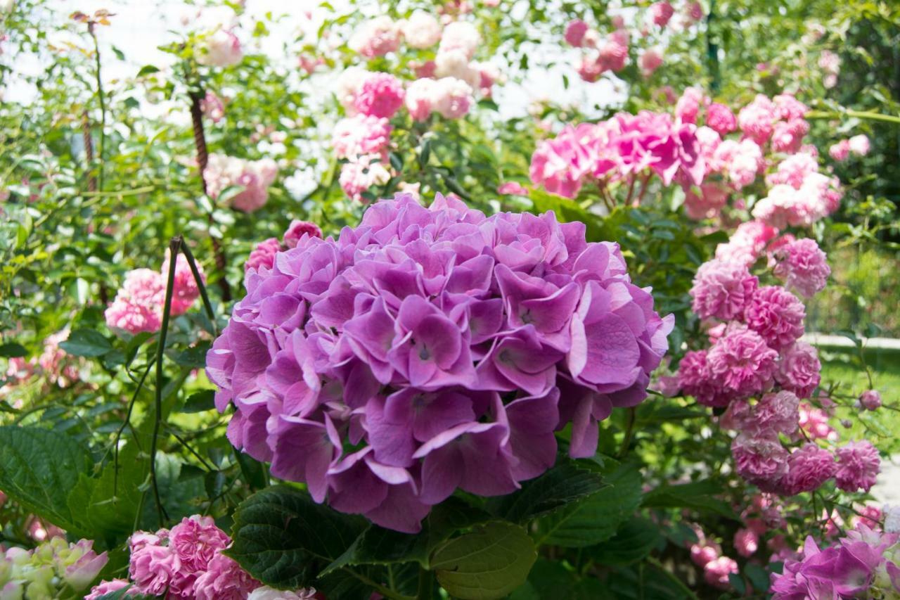Giardino Delle Ortensie Каннобио Экстерьер фото